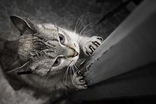 Lemmikkieläinten aiheuttamat tuhot on pääsääntöisesti suljettu kokonaan kotivakuutusten ulkopuolelle.  Kuva iStockphoto.com