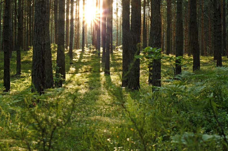 Sisarusten metsätilakauppa: onko luovutusvoitto verovapaa?