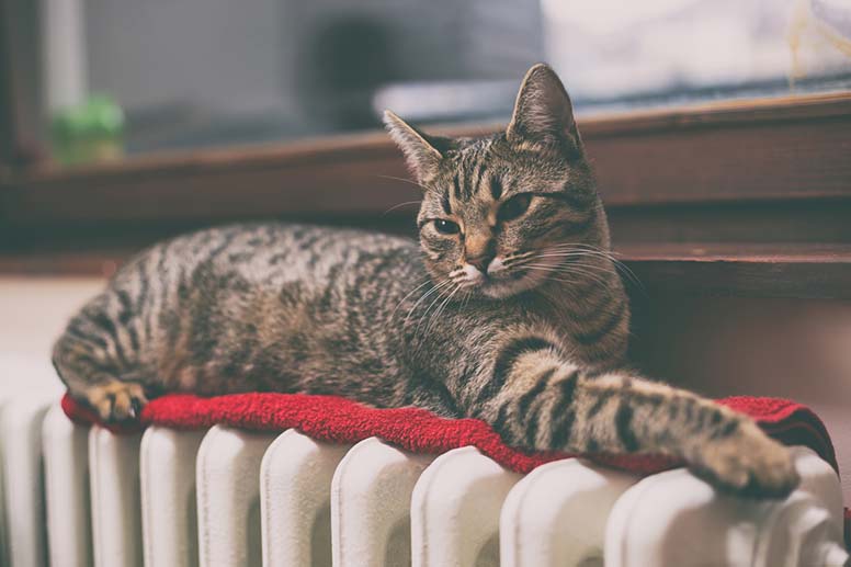 Kissa makaa lämpöpatterilla