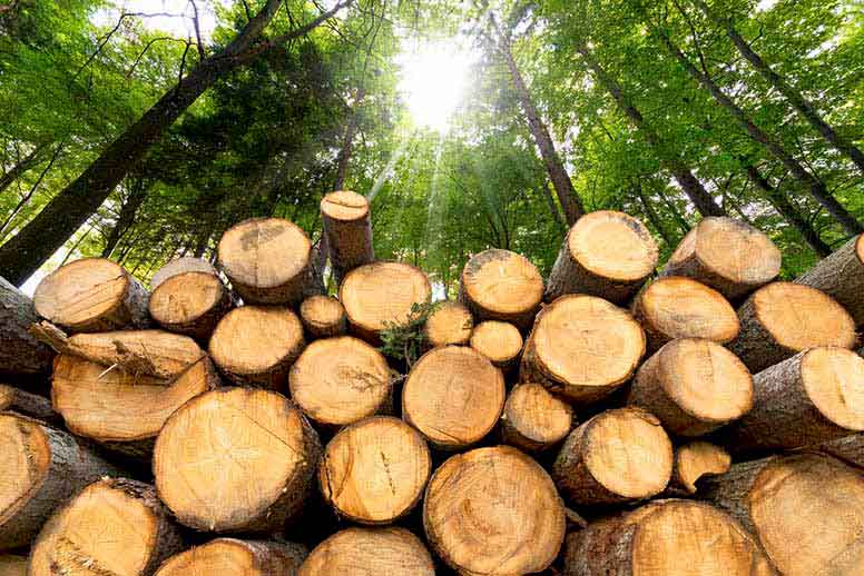 Myyn perimäni metsätilan – meneekö myyntivoitosta veroja?