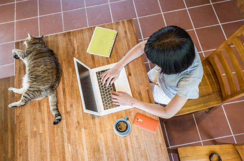 Kissa, nainen, tietokone, kännykkä ja keittiö
