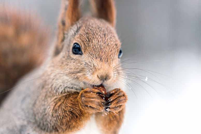 Orava nakertelee pähkinää, lunta sataa