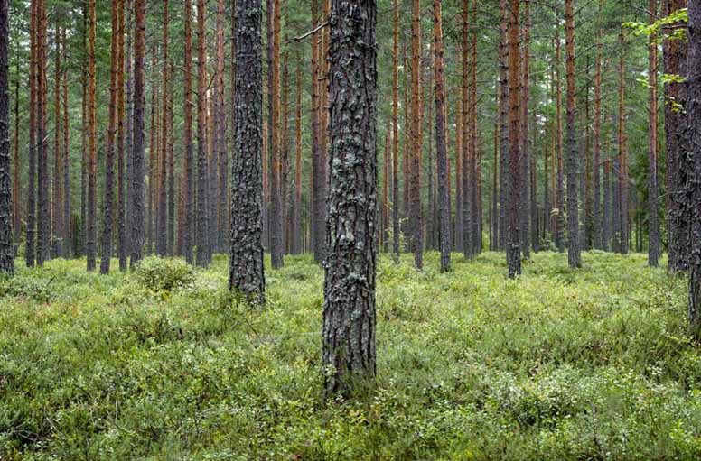 Perinnöksi saatu metsäpalsta myydään – miten myyntiä verotetaan?