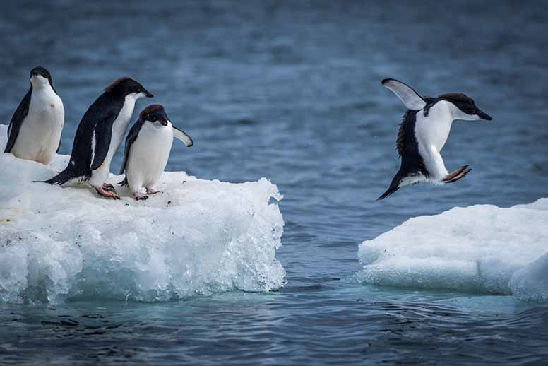 Etelämantereelle pääsevät muutkin kuin naparetkeilijät – näin säästät matkan hinnassa