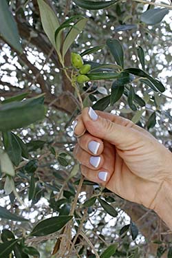 Koroneiki-oliivi. Kuva Kirsti Sergejeff