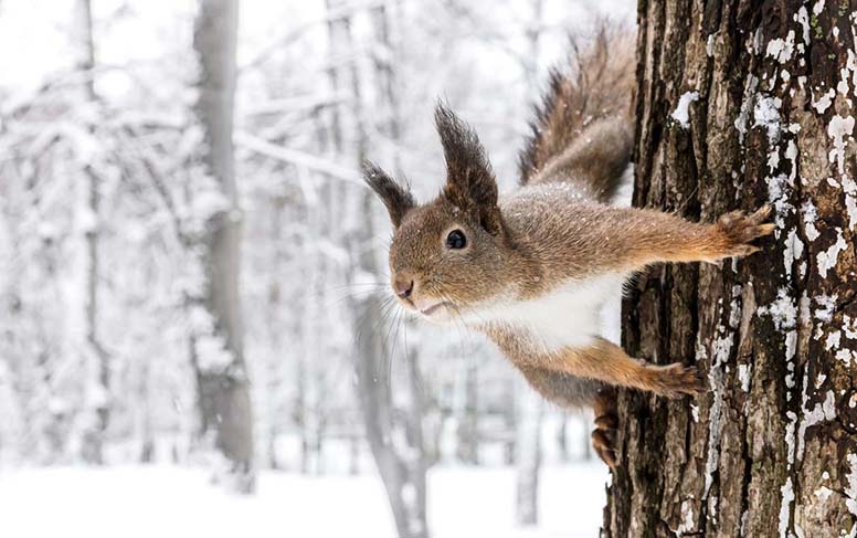 Orava tutkii lumista maisemaa