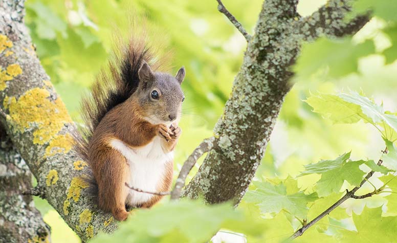 Orava istuskelee puussa, on kevät
