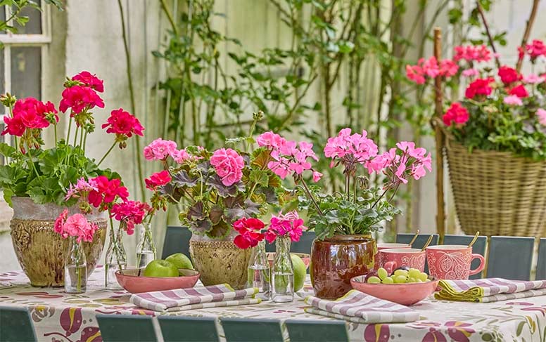 Äidille lahjaksi klassikko – pelargonista iloa pitkään