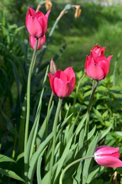 Luonnonvarakeskus Luke etsii toetoja vanhoista tulppaaneista ja muista sipulikukista.