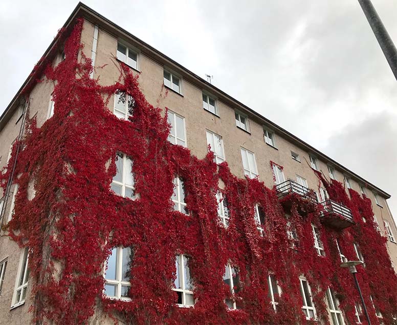 Kerrostalo peittyy punaisiin lehtiin