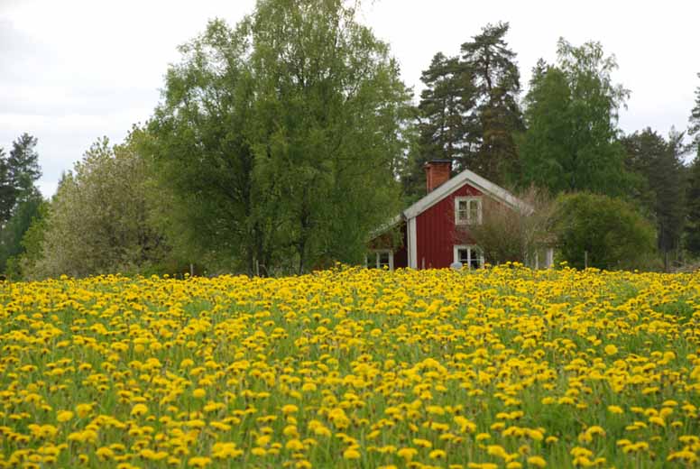 Punainen kesämökki ja voikukkia