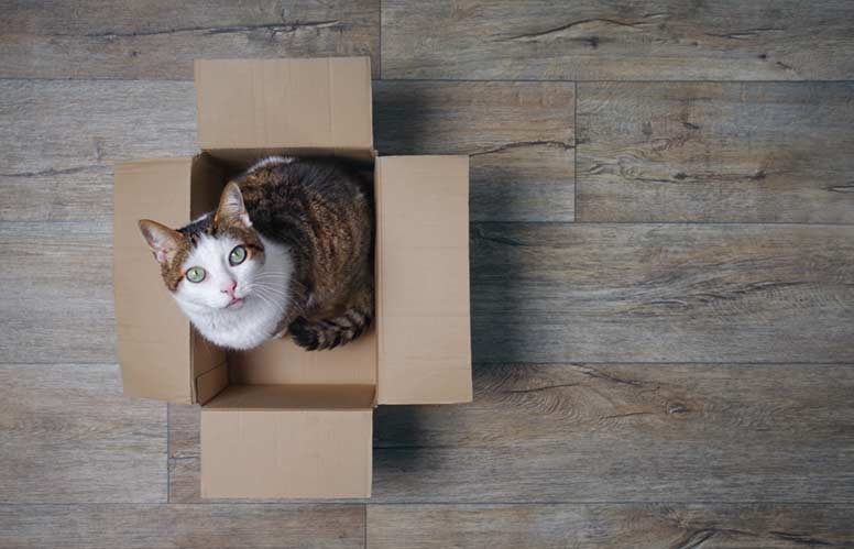 Kissa istuu laatikossa