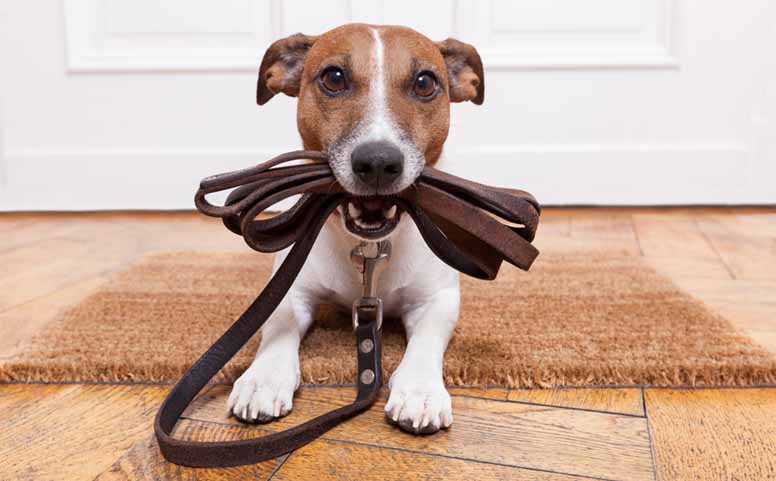 Koira ja talutushihna