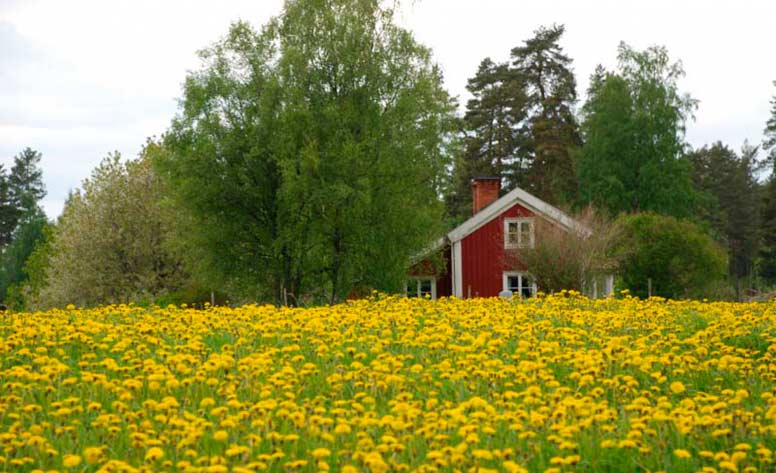 Punainen kesämökki ja keltaisia voikukkia