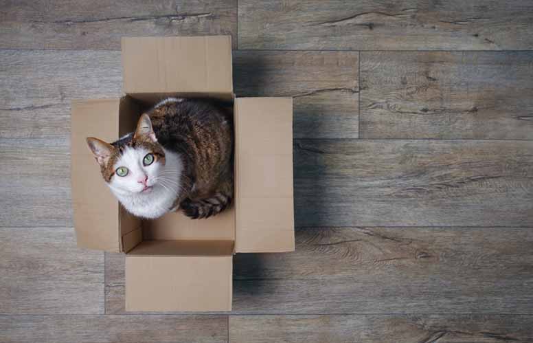 Kirjava kissa istuu pahvilaatikossa