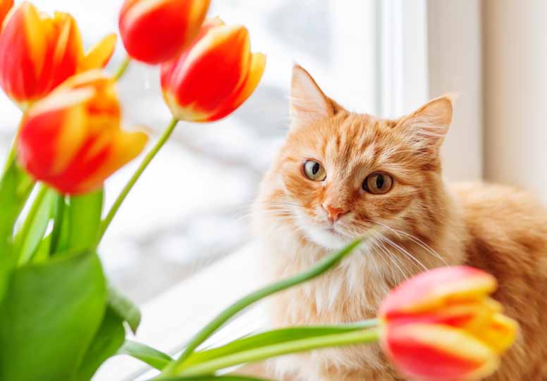 Vuokranantajan vakuutus – kannattaako ottaa sijoitusasuntoon?