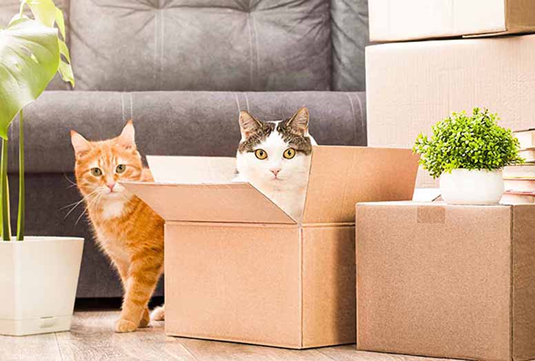 Kaksi kissaa, muuttolaatikko, sohva, viherkasvi