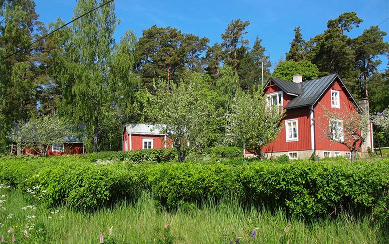 Punainen omakotitalo, horsmat, kesä, puutarja