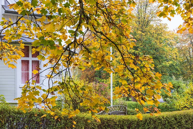 Vaahteroissa on keltaiset lehdet, taustalla näkyy omakotitalo
