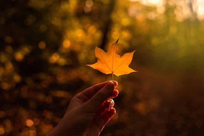 Syksy ja vaahteranlehti