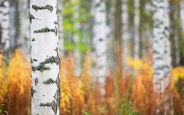 Selvennyslainhuuto kirkastaa kuolin­pesän kiinteistö­omistukset