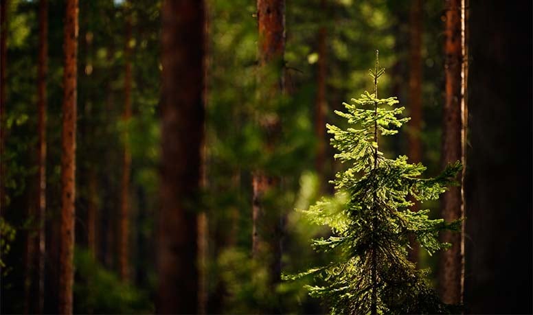 Mistä metsäyhtymän osakkaan kulu vähennetään?