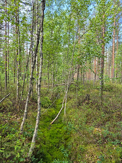 luonnonarvokauppa_400_kes&auml;_Pielavesi_yleiskuva3_Finsilva.jpg