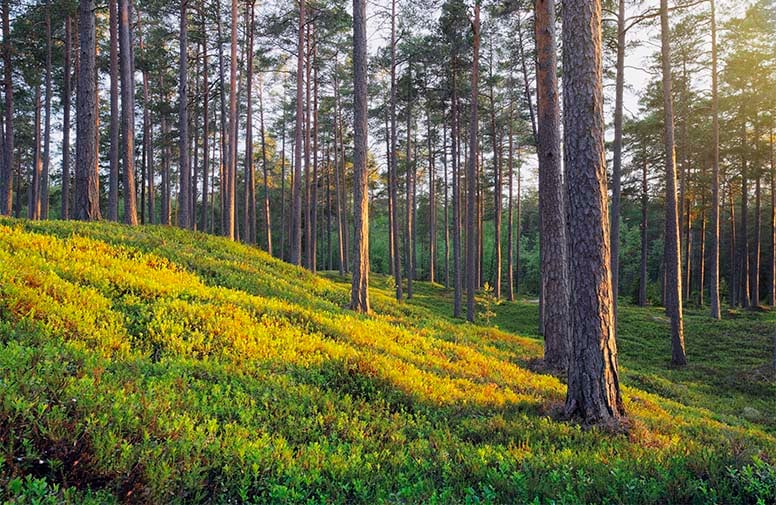 Mänty on suosituin puulaji metsän uudistamisessa