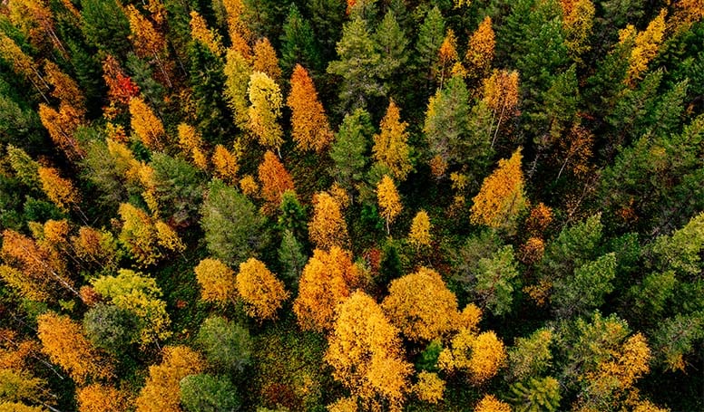 Minulla on vuonna 2020 hankittu metsätila – korotetaanko tilani metsä­vähennyspohjaa?
