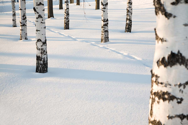 Suomi 100 -luontolahjaksi annettuja yksityismaita suojeltu lähes 1 300 hehtaaria