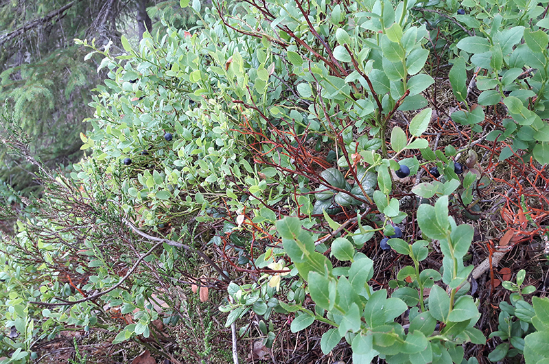 Kunttavillitys tuo metsäluonnon kotipihaan