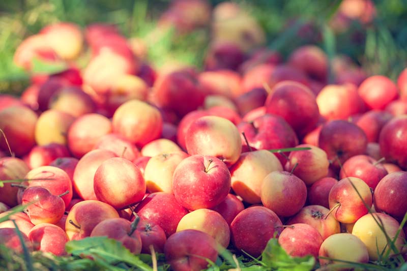 Ota syyspuutarhan jätteet hyötykäyttöön – kasvien leikkuujätteestä haketta, pilaantuneet omenat kompostiin