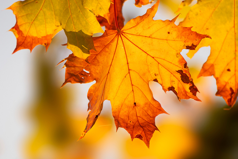 Kulutusluotto 10 000 euroa. Mikä pankki on edullisin?