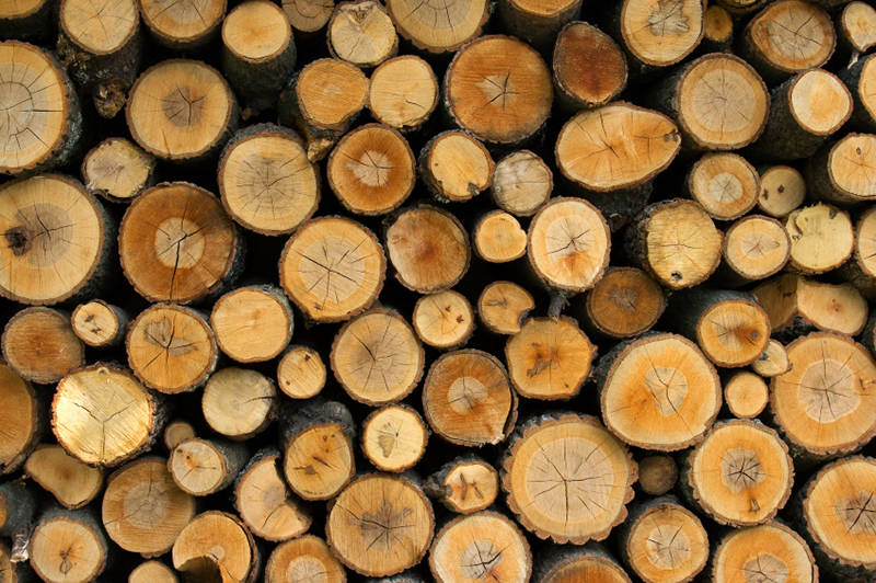 Myyn tukkipuuta omakotitalon tontilta – milloin vähennän puiden hankintamenon?