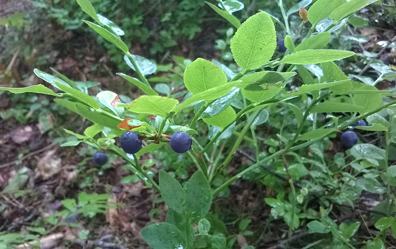 Lisäansioita verotta. Myy mustikkasi fiksusti!