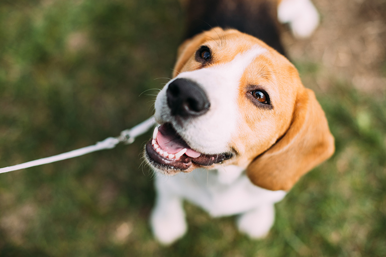 Pentuja koiralle – pitääkö myyntituloista maksaa veroa?
