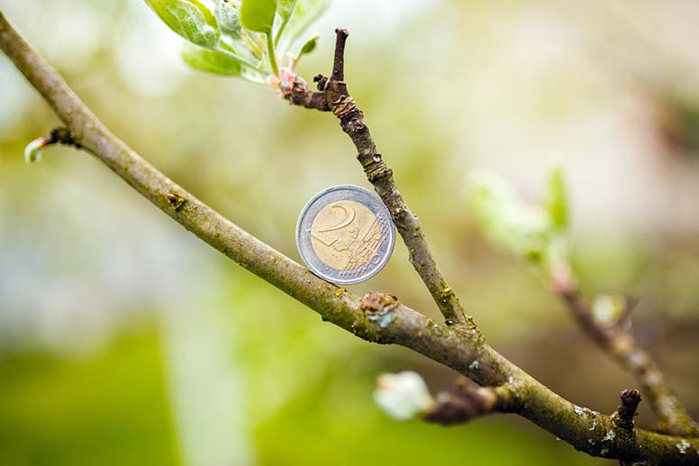 Kahden euron kolikko omenapuussa