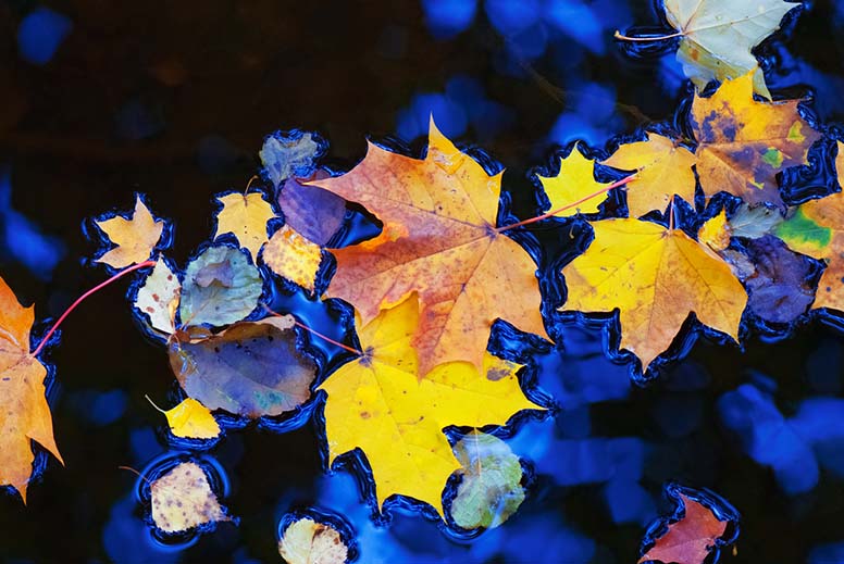 Sykse ja keltaiset vaahteranlehdet 