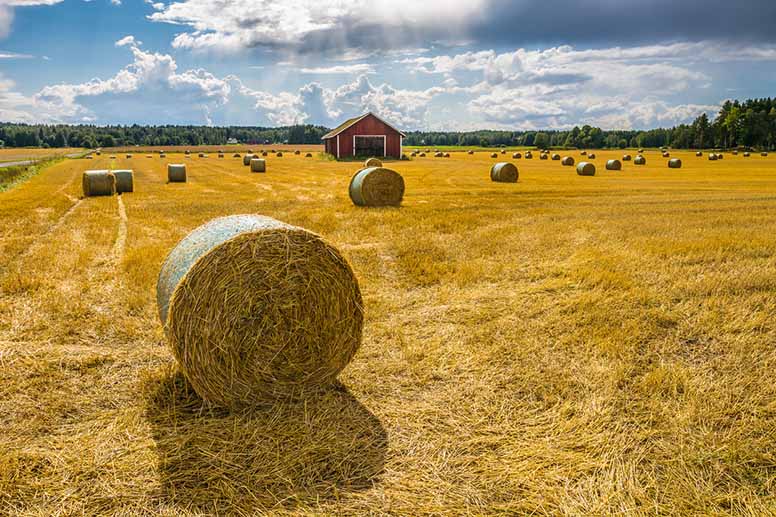 Heinäpaaleja pellolla