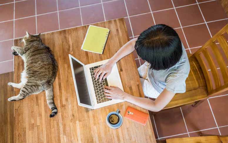 Kissa makaa pöydällä ja nainen tekee töitä tietokoneella