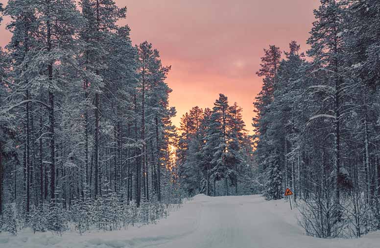 Luminen metsä pakkasella
