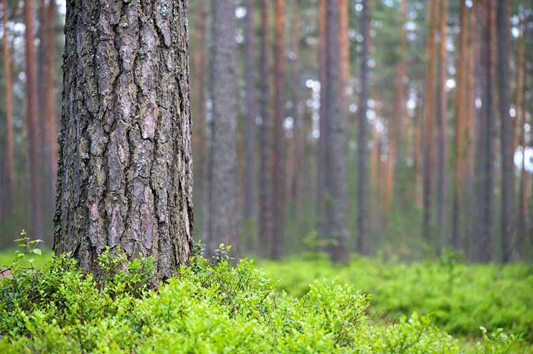 Vaikuttaako vuokraus metsän ja pellon myynnin verovapauteen?