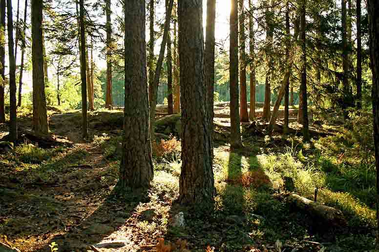 Metsäyhtymän osakkaalla on matkakuluja metsätilalle – miten kulut vähennetään?