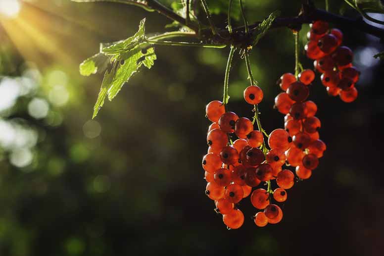 Punaisia viinimarjoja