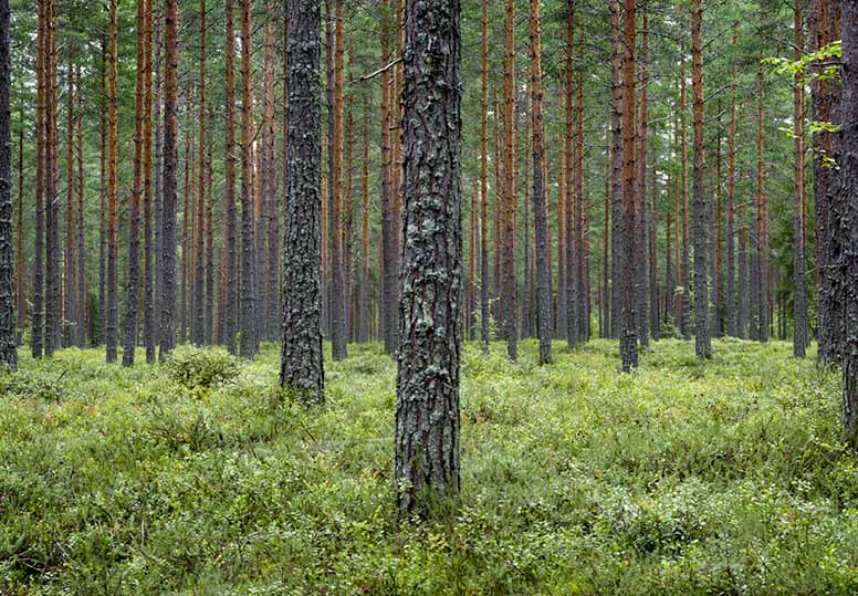 Mitä metsältä halutaan? Metsänomistajat tuottivat yllätyksen tutkijoille
