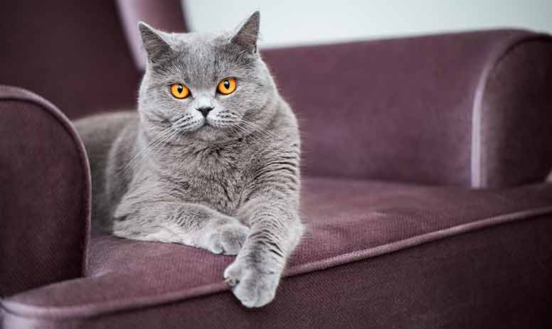 Kissa makaa nojatuolissa