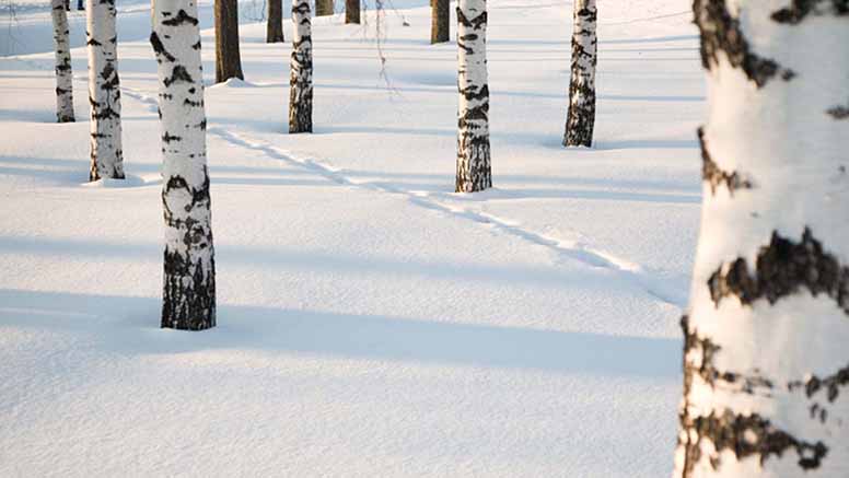 Koivuja lumihangessa
