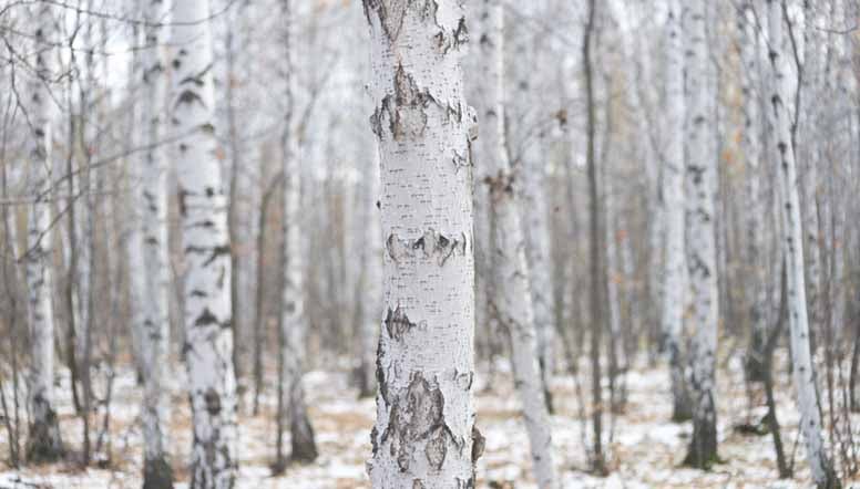 Koivuja ja lunta syksyisessä metsässä