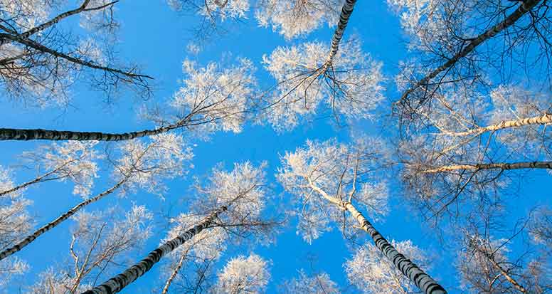 Koivut kurkottelevat siniselle taivaalle