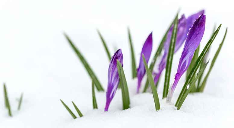 Lumi sulaa, kevätkukat heräävät